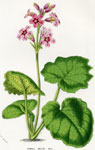 Primula Mollis