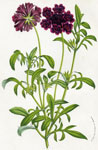 Scabiosa Atropurpurea