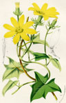 Senecio Macroglossus