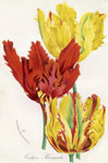 Tulipes Perroquets