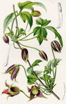 Clematis Barbebellata