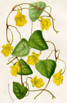 Tropaeolum Chrysanthum