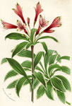 Alstroemeria Peruviana