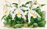 Coelogyne Cristata