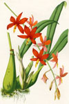 Epidendrum Vitellinum