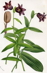 Fritillaria Kamtschatcensis