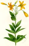 Lilium Canadense