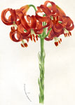 Lilium Chalcedonicum