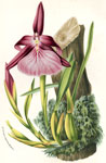 Miltonia Spectabilis Moreliana