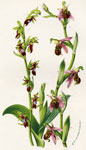Ophrys Apifera Myodes