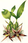 Paphinia Cristata