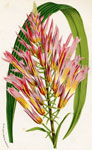 Pitcairnia Nibigena