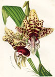 Stanhopea Devoniensis