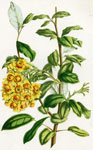 Berberis aurabuacensis