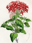 Bouvardia Criana