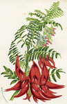 Clianthus Magnificus
