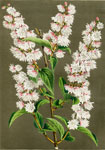 Deutzia Crenata