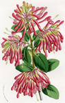 Embothrium Coccineum