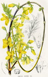 Forsythia Suspensa