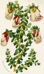 Genetyllis Tulipfera