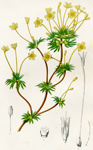 Gilia Lutea