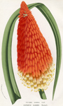 Kniphofia Aloides