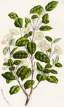 Myrtus Bullata