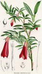 Philesia Buxifolia