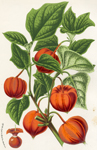 Physalis Alkekengi