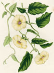 Shutereia Bicolor