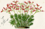 Stylidium Recurvum