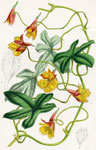 Tropaeolum Smithii