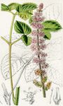 Astilbe Rubra