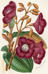 Calyptraria Haemantha