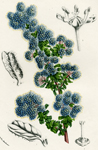 Ceanothus Floribundus