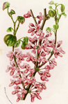 Cercis Japonica