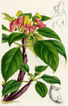 Impatiens Jerdoniae