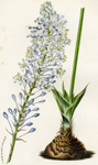 Scilla Natalensis