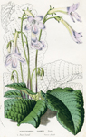 Streptocarpus Cardeni