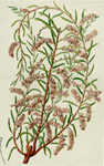 Tamarix Parviflora