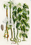 Trichosanthes Colubrina
