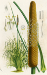 Xanthorrhoea Hastile