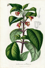 Achimenes ocellata