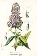 Buddleia crispa