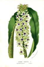 Eucomis punctata