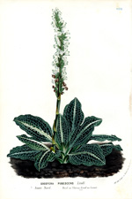 Goodyera pubescens