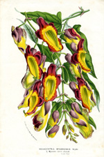 Hexacentris mysorensis