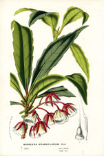 Monocera grandiflorum