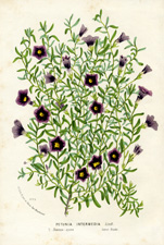 Petunia intermedia