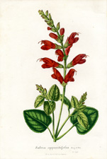 Salvia oppositifolia